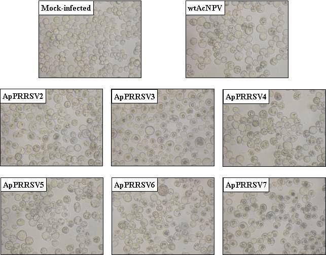 Production of polyhedra in Sf9 cells infected with the recombinant AcMNPVs expressingpolyhedrin-PRRSV ORFs fusion protein.