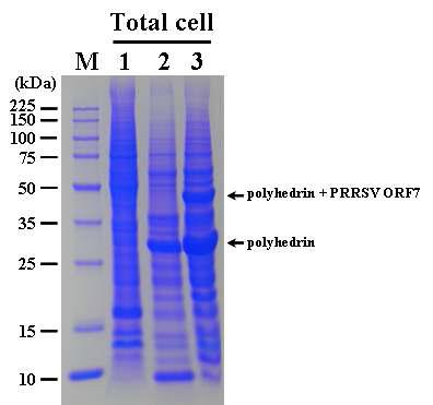 SDS-PAGE analysis of the Sf9 cells infected with the recombinant AcMNPV, ApPRRSV7expressing polyhedrin-PRRSV ORF7 fusion protein. Lane: M, Protein molecular weight marker; 1, mock-infected Sf9 cells; 2, Sf9 cells infected with wtAcNPV; 3, Sf9 cells infected with ApPRRSV7.