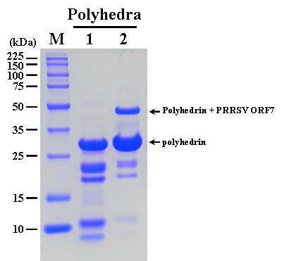 SDS-PAGE analysis of the polyhedra produced by the recombinant AcMNPV, ApPRRSV7expressing polyhedrin-PRRSV ORF7 fusion protein. Lane: M, Protein molecular weight marker; 1, polyhedra produced by wtAcNPV; 2, polyhedra produced by ApPRRSV7.