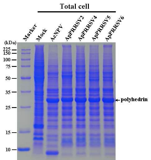 SDS-PAGE analysis of the Sf9 cells infected with the recombinant AcMNPVs, ApPRRSV2,ApPRRSV4, ApPRRSV5 and ApPRRSV6 expressing polyhedrin-PRRSV ORFs fusion protein.