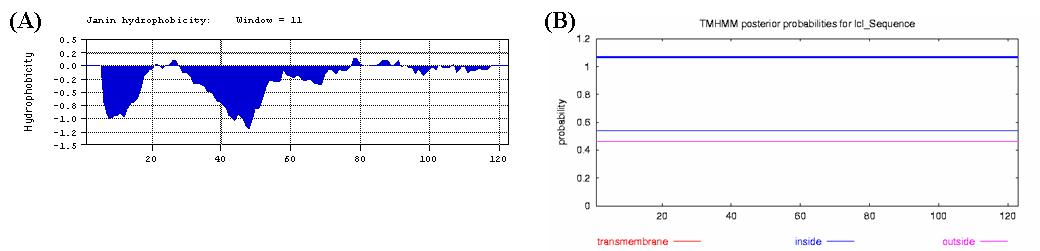 Protein hydrophobicity plot (A) and transmembrane helices prediction (B) of the PRRSVORF7.