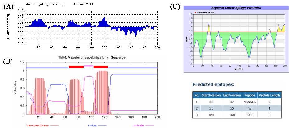 Protein hydrophobicity plot (A), transmembrane helices prediction (B) and antibody epitopeprediction (C) of the PRRSV ORF5.