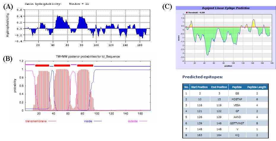 Protein hydrophobicity plot (A), transmembrane helices prediction (B) and antibody epitopeprediction (C) of the PRRSV ORF6.