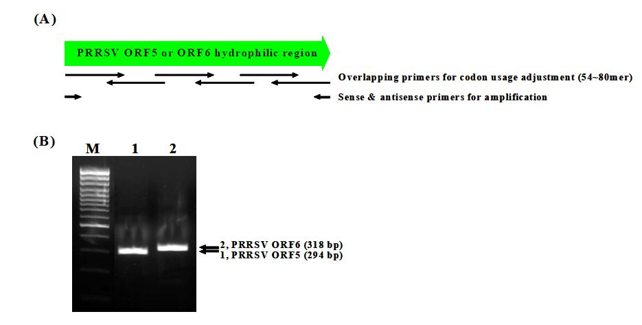 Schematic diagram (A) and recursive PCR (B) of the hydrophobic regions from PRRSVORF5 and ORF6 amino acid sequences.