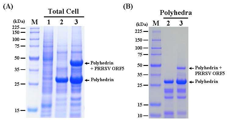 SDS-PAGE analysis of the Sf9 cells infected (A) and the polyhedra produced (B) with therecombinant AcMNPV, ApPolhEKA-PRRSV5 expressing polyhedrin-PRRSV ORF5 fusion protein.