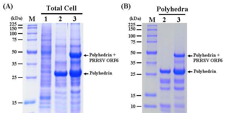 SDS-PAGE analysis of the Sf9 cells infected (A) and the polyhedra produced (B) with the recombinant AcMNPV, ApPolhEKA-PRRSV6 expressing polyhedrin-PRRSV ORF6 fusion protein. Lane: M, Protein molecular weight marker; 1, mock-infected Sf9 cells; 2, Sf9 cells infected with AcMNPV; 3, Sf9 cells infected with ApPolhEKA-PRRSV6.