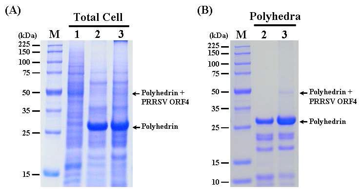 SDS-PAGE analysis of the Sf9 cells infected (A) and the polyhedra produced (B) with therecombinant AcMNPV, ApPolhEKA-PRRSV4△TmR expressing polyhedrin-PRRSV ORF4 fusion protein. Lane: M, Protein molecular weight marker; 1, mock-infected Sf9 cells; 2, Sf9 cells infected with AcMNPV; 3, Sf9 cells infected with ApPolhEKA-PRRSV4△TmR.