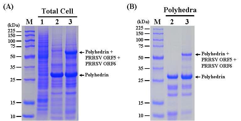 SDS-PAGE analysis of the Sf9 cells infected (A) and the polyhedra produced (B) with therecombinant AcMNPV, ApPolhEKA-PRRSV56 expressing polyhedrin-PRRSV ORF5-PRRSV ORF6 fusion protein. Lane: M, Protein molecular weight marker; 1, mock-infected Sf9 cells; 2, Sf9 cells infected with AcMNPV; 3, Sf9 cells infected with ApPolhEKA-PRRSV56.