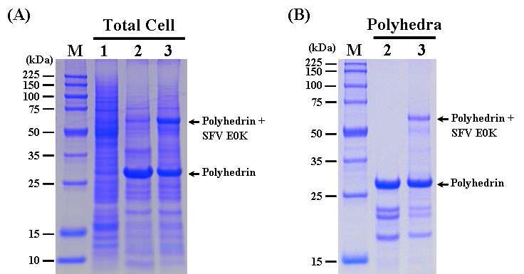 SDS-PAGE analysis of the Sf9 cells infected (A) and the polyhedra produced (B) with therecombinant AcMNPV, ApPolhEKA-E0K expressing polyhedrin-SFV E0K fusion protein. Lane: M, Protein molecular weight marker; 1, mock-infected Sf9 cells; 2, Sf9 cells infected with AcMNPV; 3, Sf9 cells infected with ApPolhEKA-E0K.