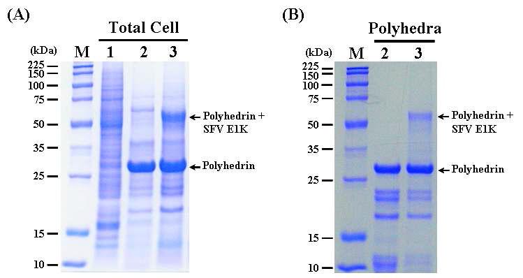 SDS-PAGE analysis of the Sf9 cells infected (A) and the polyhedra produced (B) with therecombinant AcMNPV, ApPolhEKA-E1K expressing polyhedrin-SFV E1K fusion protein. Lane: M, Protein molecular weight marker; 1, mock-infected Sf9 cells; 2, Sf9 cells infected with AcMNPV; 3, Sf9 cells infected with ApPolhEKA-E1K.