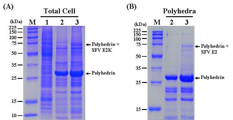 SDS-PAGE analysis of the Sf9 cells infected (A) and the polyhedra produced (B) with therecombinant AcMNPV, ApPolhEKA-E2K expressing polyhedrin-SFV E2K fusion protein. Lane: M, Protein molecular weight marker; 1, mock-infected Sf9 cells; 2, Sf9 cells infected with AcMNPV; 3, Sf9 cells infected with ApPolhEKA-E2K.