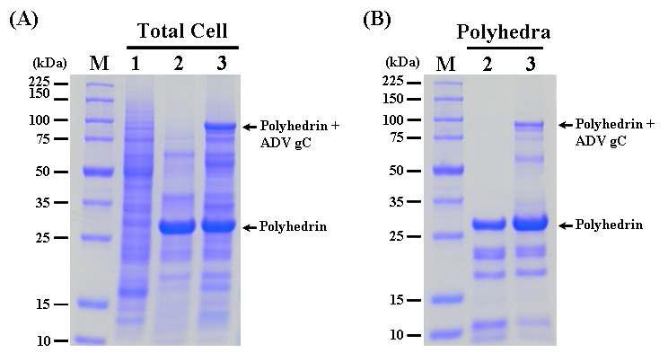 SDS-PAGE analysis of the Sf9 cells infected (A) and the polyhedra produced (B) with therecombinant AcMNPV, ApPolhEKA-gC expressing polyhedrin-ADV gC fusion protein. Lane: M, Protein molecular weight marker; 1, mock-infected Sf9 cells; 2, Sf9 cells infected with AcMNPV; 3, Sf9 cells infected with ApPolhEKA-gC.