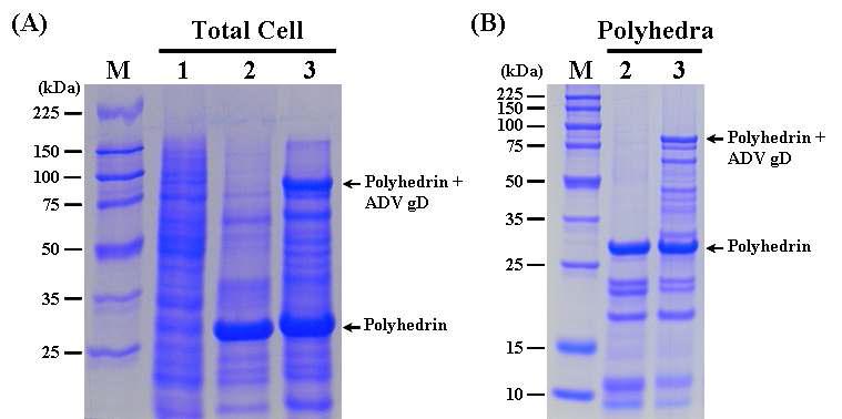 SDS-PAGE analysis of the Sf9 cells infected (A) and the polyhedra produced (B) with therecombinant AcMNPV, ApPolhEKA-gD expressing polyhedrin-ADV gD fusion protein. Lane: M, Protein molecular weight marker; 1, mock-infected Sf9 cells; 2, Sf9 cells infected with AcMNPV; 3, Sf9 cells infected with ApPolhEKA-gD.