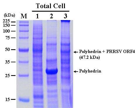 SDS-PAGE analysis of the Sf9 cells infected with the recombinant AcMNPV,AcEasy-PolhEKA-PRRSV4△TmR expressing polyhedrin-PRRSV ORF4 fusion protein. Lane: M, Protein molecular weight marker; 1, mock-infected Sf9 cells; 2, Sf9 cells infected with AcMNPV; 3, Sf9 cells infected with AcEasy-PolhEKA-PRRSV4△TmR.