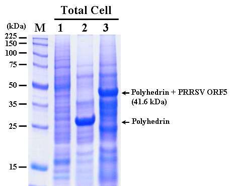 SDS-PAGE analysis of the Sf9 cells infected with the recombinant AcMNPV,AcEasy-PolhEKA-PRRSV5 expressing polyhedrin-PRRSV ORF5 fusion protein. Lane: M, Protein molecular weight marker; 1, mock-infected Sf9 cells; 2, Sf9 cells infected with AcMNPV; 3, Sf9 cells infected with AcEasy-PolhEKA-PRRSV5.