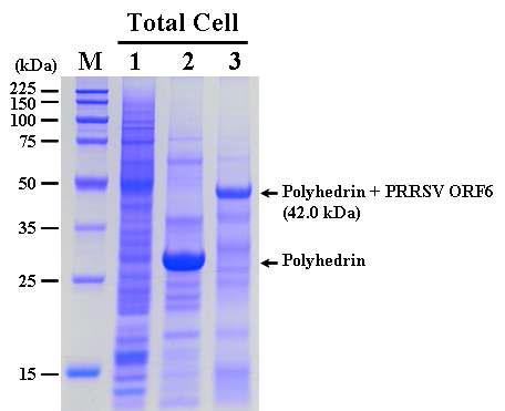 SDS-PAGE analysis of the Sf9 cells infected with the recombinant AcMNPV,AcEasy-PolhEKA-PRRSV6 expressing polyhedrin-PRRSV ORF6 fusion protein. Lane: M, Protein molecular weight marker; 1, mock-infected Sf9 cells; 2, Sf9 cells infected with AcMNPV; 3, Sf9 cells infected with AcEasy-PolhEKA-PRRSV6.