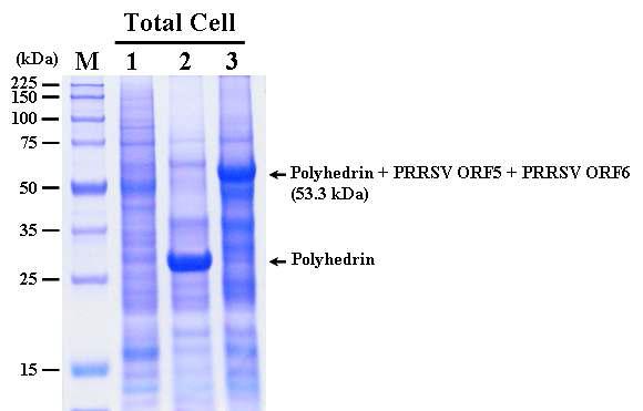 SDS-PAGE analysis of the Sf9 cells infected with the recombinant AcMNPV,AcEasy-PolhEKA-PRRSV56 expressing polyhedrin-PRRSV ORF5-PRRSV ORF6 fusion protein. Lane: M, Protein molecular weight marker; 1, mock-infected Sf9 cells; 2, Sf9 cells infected with AcMNPV; 3, Sf9 cells infected with AcEasy-PolhEKA-PRRSV56.