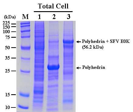 SDS-PAGE analysis of the Sf9 cells infected with the recombinant AcMNPV,AcEasy-PolhEKA-E0K expressing polyhedrin-SFV E0K fusion protein. Lane: M, Protein molecular weight marker; 1, mock-infected Sf9 cells; 2, Sf9 cells infected with AcMNPV; 3, Sf9 cells infected with AcEasy-PolhEKA-E0K.