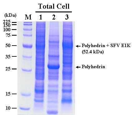 SDS-PAGE analysis of the Sf9 cells infected with the recombinant AcMNPV,AcEasy-PolhEKA-E1K expressing polyhedrin-SFV E1K fusion protein. Lane: M, Protein molecular weight marker; 1, mock-infected Sf9 cells; 2, Sf9 cells infected with AcMNPV; 3, Sf9 cells infected with AcEasy-PolhEKA-E1K.