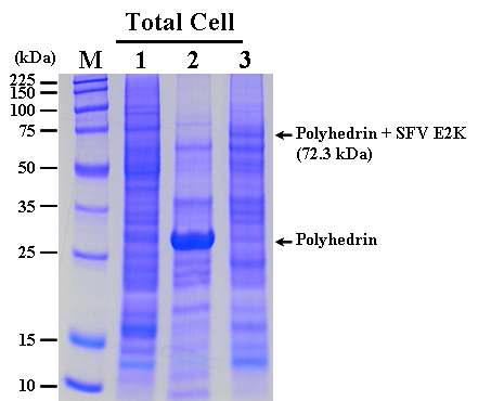 SDS-PAGE analysis of the Sf9 cells infected with the recombinant AcMNPV,AcEasy-PolhEKA-E2K expressing polyhedrin-SFV E2K fusion protein. Lane: M, Protein molecular weight marker; 1, mock-infected Sf9 cells; 2, Sf9 cells infected with AcMNPV; 3, Sf9 cells infected with AcEasy-PolhEKA-E2K.