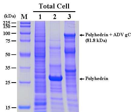 SDS-PAGE analysis of the Sf9 cells infected with the recombinant AcMNPV,AcEasy-PolhEKA-gC expressing polyhedrin-ADV gC fusion protein. Lane: M, Protein molecular weight marker; 1, mock-infected Sf9 cells; 2, Sf9 cells infected with AcMNPV; 3, Sf9 cells infected with AcEasy-PolhEKA-gC.