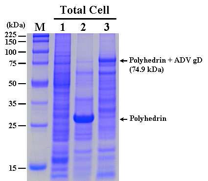 SDS-PAGE analysis of the Sf9 cells infected with the recombinant AcMNPV,AcEasy-PolhEKA-gD expressing polyhedrin-ADV gD fusion protein. Lane: M, Protein molecular weight marker; 1, mock-infected Sf9 cells; 2, Sf9 cells infected with AcMNPV; 3, Sf9 cells infected with AcEasy-PolhEKA-gD.