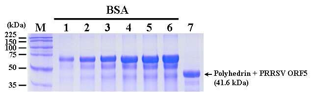 SDS-PAGE analysis of the polyhedrin-PRRSV ORF5 fusion protein purified byelectro-elution. Lane: M, Protein molecular weight marker; 1, BSA 2.5 ㎍; 2, BSA 5.0 ㎍; 3, BSA 7.5 ㎍; 4, BSA 10.0 ㎍; 5, BSA 12.5 ㎍; 6, BSA 15.0 ㎍; 7, purified polyhedrin-PRRSV ORF5 fusion protein.