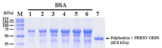 SDS-PAGE analysis of the polyhedrin-PRRSV ORF6 fusion protein purified byelectro-elution. Lane: M, Protein molecular weight marker; 1, BSA 2.5 ㎍; 2, BSA 5.0 ㎍; 3, BSA 7.5 ㎍; 4, BSA 10.0 ㎍; 5, BSA 12.5 ㎍; 6, BSA 15.0 ㎍; 7, purified polyhedrin-PRRSV ORF6 fusion protein.