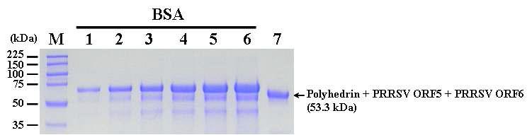 SDS-PAGE analysis of the polyhedrin-PRRSV ORF5-PRRSV ORF6 fusion protein purifiedby electro-elution. Lane: M, Protein molecular weight marker; 1, BSA 2.5 ㎍; 2, BSA 5.0 ㎍; 3, BSA 7.5 ㎍; 4, BSA 10.0 ㎍; 5, BSA 12.5 ㎍; 6, BSA 15.0 ㎍; 7, purified polyhedrin-PRRSV ORF5-PRRSV ORF6 fusion protein.