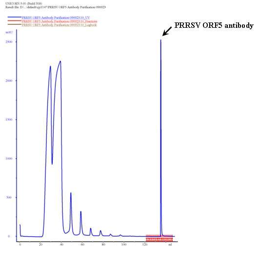 Purification of the anti-PRRSV ORF5 antibody using Protein G column.