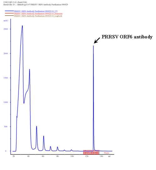 Purification of the anti-PRRSV ORF6 antibody using Protein G column.