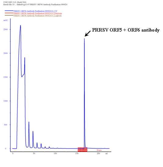 Purification of the anti-PRRSV ORF5-PRRSV ORF6 antibody using Protein G column.