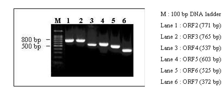 PRRSV PCR 산물