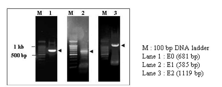 HCV PCR 산물