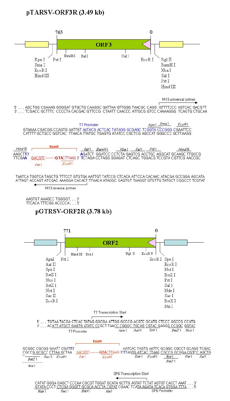 클로닝 된 벡터의 Map