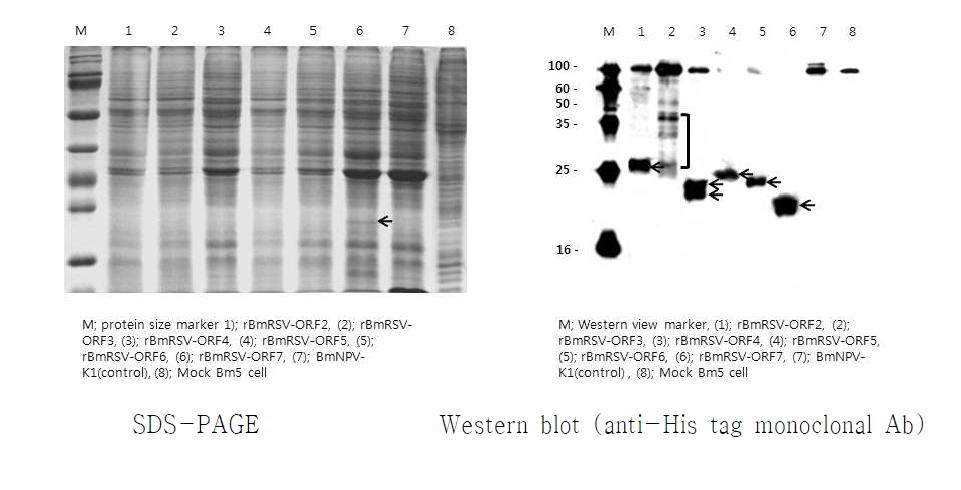 재조합 바이러스에 감염된 Bm5 세포에서의 단백질 발현 분석