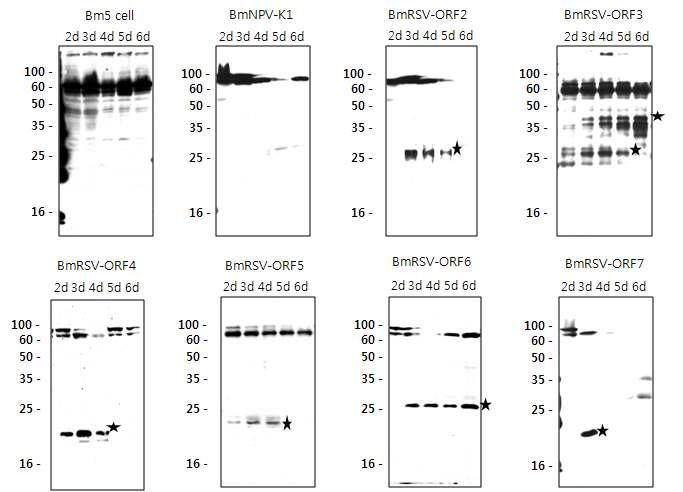 PRRSV 항원단백질 (ORF2 ∼ 7)의 시간별 발현 분석