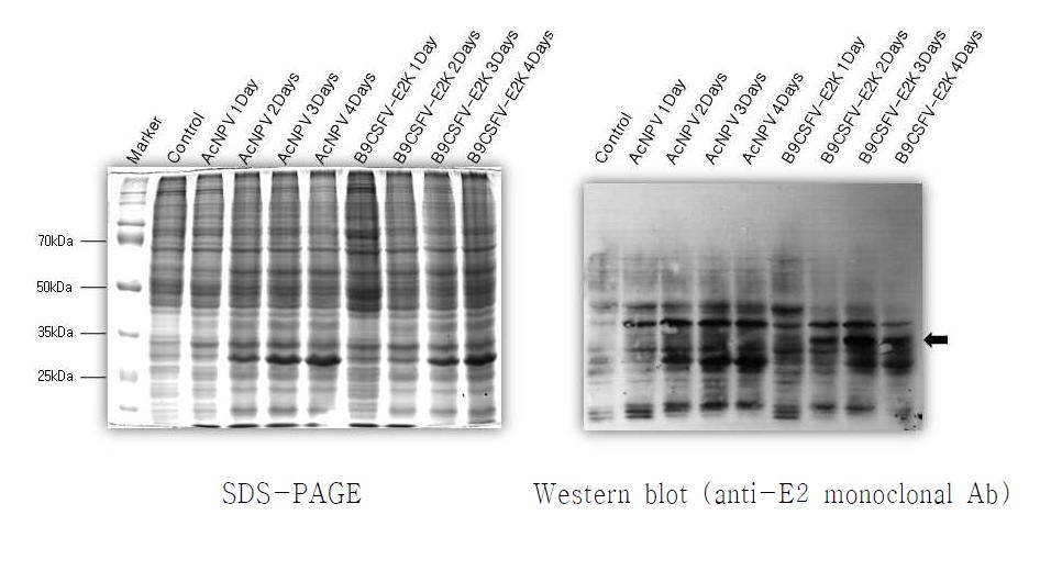 CSFV 항원단백질 E2의 시간별 발현 분석