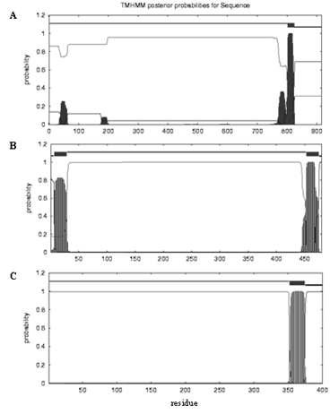 ADV 주요 항원 유전자의 transmembrane domain 예측