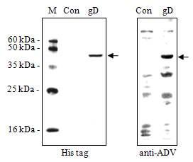 Bm5 세포에서 ADV 남양주주 gD의 발현 분석