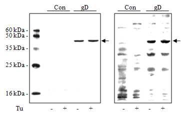 Bm5 세포에서 Tunicamycin에 의한 ADV 당단백질 gD의 발현 분석