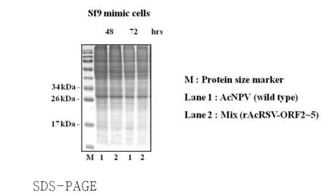 PRRSV 재조합 바이러스 조합접종에 의한 Sf9 mimic 세포에서의 단백질 발현 분석