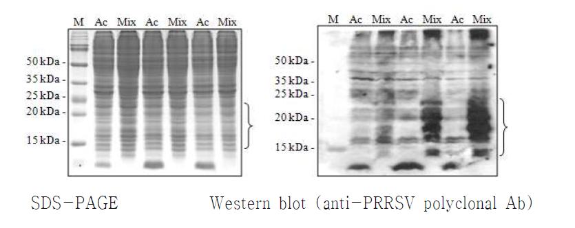 PRRSV 재조합 바이러스 조합접종에 의한 Sf9 세포에서의 단백질 발현 분석