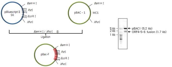 PRRSV ORF4-5-6의 융합을 위한 모식도 및 클로닝