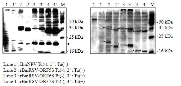 Bm5 세포에서 Tunicamycin에 의한 단백질 발현 분석