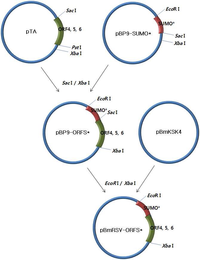 SUMOstar fusion을 위한 모식도