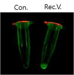 분자 chaperon을 공급하는 vector내 GFP 발현 확인