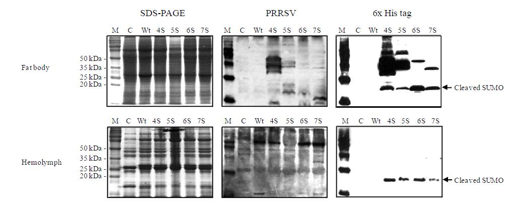 B. mori larvae에서 SUMO fusion에 의한 주요 항원단백질 발현 분석