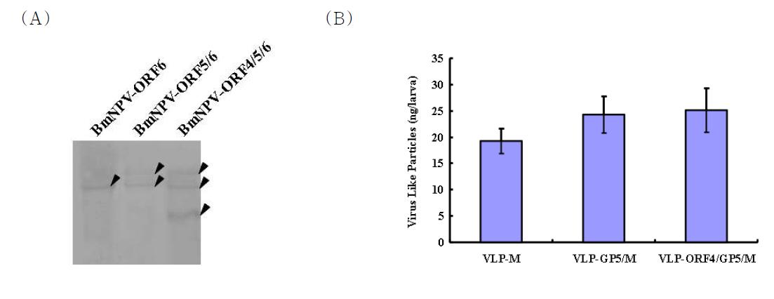 SDS-PAGE analysis of the purified virus-like particles protein (A) and productionlevel of virus-like particles from silkworm larva (B).