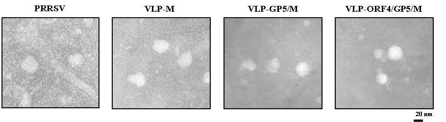 Electron microscopy of purified VLPs. VLPs purified from PRRSV, larvae infectedwith BmNPV-M, BmNPV-GP5/M or BmNPV-ORF4/GP5/M. Bar indicates 20 µm.